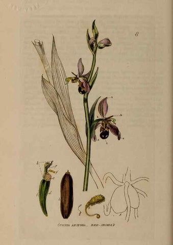 Reproducción/Reproduction 28382459084: British phaenogamous botany,. Oxford,Published by the author, sold by J.H. Parker [etc.]1834-43.