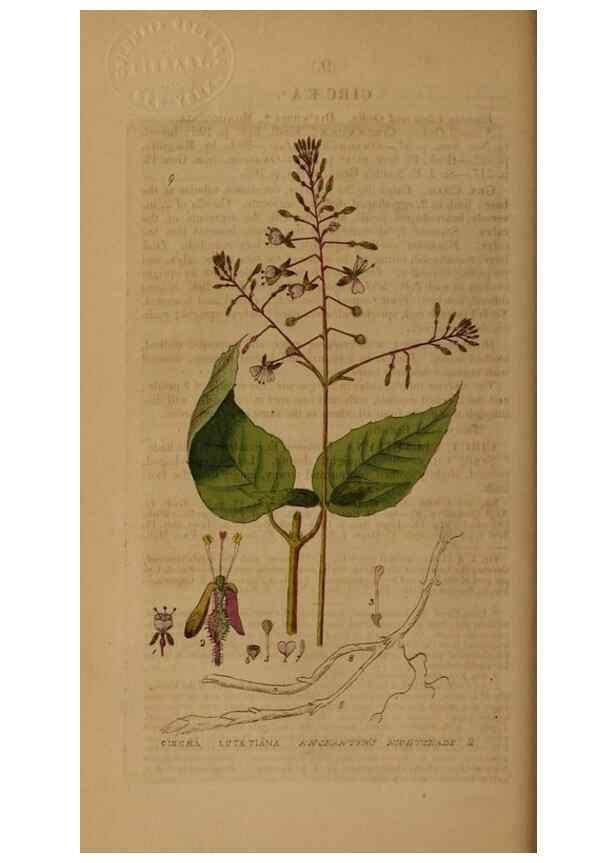Reproducción/Reproduction 28925791261: British phaenogamous botany,. Oxford,Published by the author, sold by J.H. Parker [etc.]1834-43.