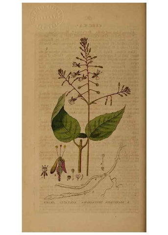 Reproducción/Reproduction 28925791261: British phaenogamous botany,. Oxford,Published by the author, sold by J.H. Parker [etc.]1834-43.