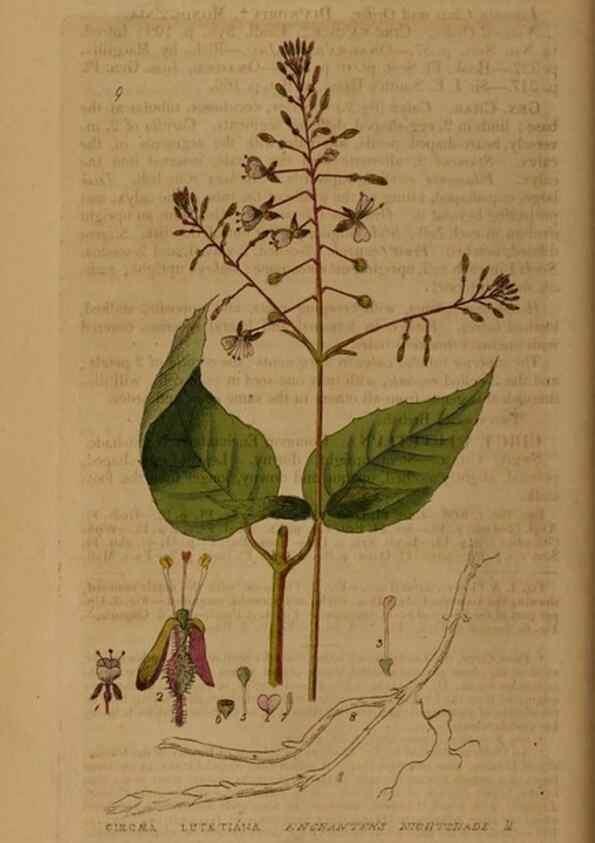 Reproducción/Reproduction 28925791261: British phaenogamous botany,. Oxford,Published by the author, sold by J.H. Parker [etc.]1834-43.