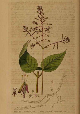 Reproducción/Reproduction 28925791261: British phaenogamous botany,. Oxford,Published by the author, sold by J.H. Parker [etc.]1834-43.