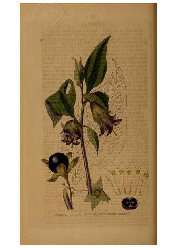 Reproducción/Reproduction 28969566256: British phaenogamous botany,. Oxford,Published by the author, sold by J.H. Parker [etc.]1834-43.