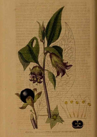 Reproducción/Reproduction 28969566256: British phaenogamous botany,. Oxford,Published by the author, sold by J.H. Parker [etc.]1834-43.