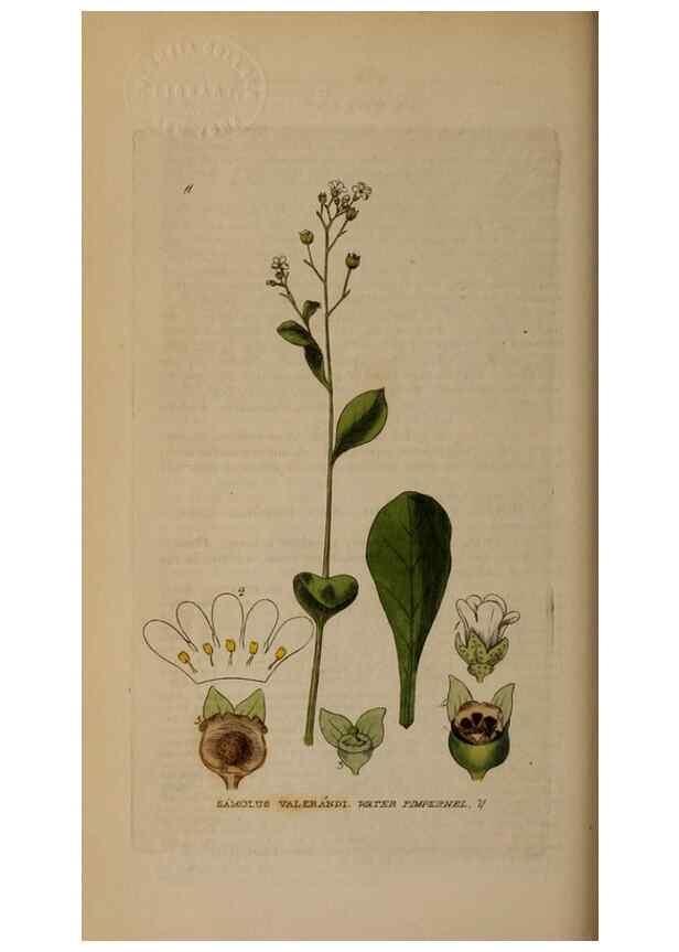 Reproducción/Reproduction 29002084495: British phaenogamous botany,. Oxford,Published by the author, sold by J.H. Parker [etc.]1834-43.