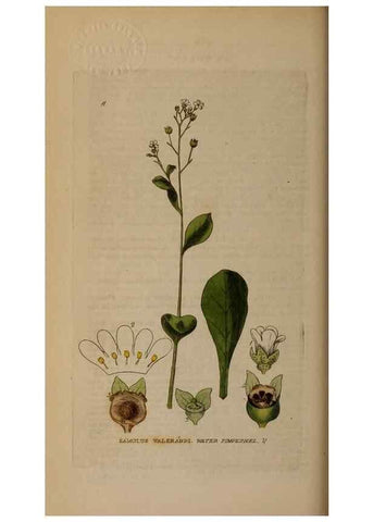 Reproducción/Reproduction 29002084495: British phaenogamous botany,. Oxford,Published by the author, sold by J.H. Parker [etc.]1834-43.