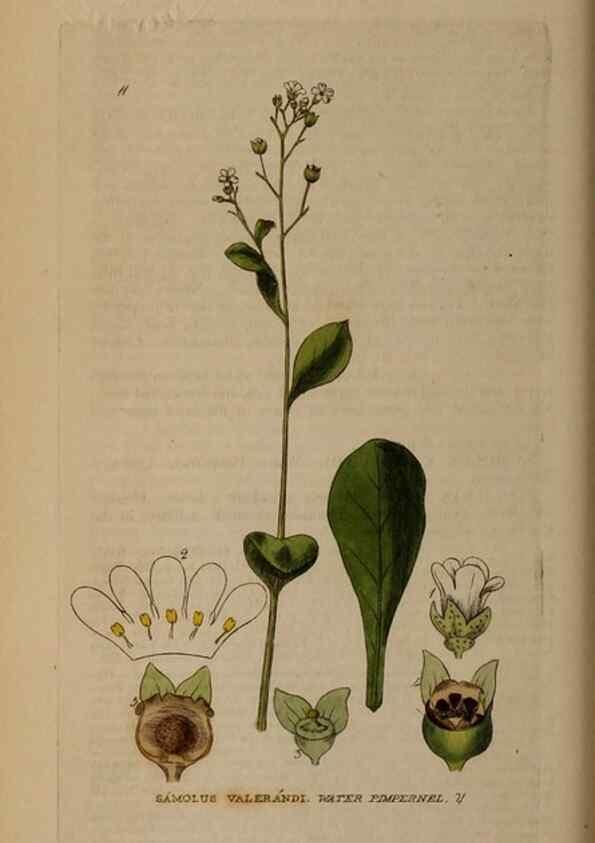 Reproducción/Reproduction 29002084495: British phaenogamous botany,. Oxford,Published by the author, sold by J.H. Parker [etc.]1834-43.