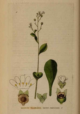 Reproducción/Reproduction 29002084495: British phaenogamous botany,. Oxford,Published by the author, sold by J.H. Parker [etc.]1834-43.
