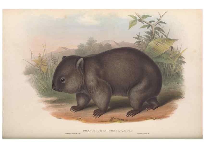 Reproducción/Reproduction 27286405845: The mammals of Australia.. London,Printed by Taylor and Francis, pub. by the author,1863.