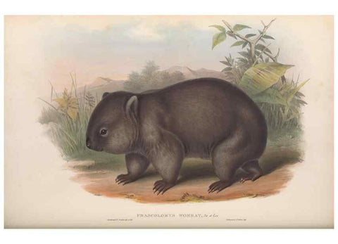 Reproducción/Reproduction 27286405845: The mammals of Australia.. London,Printed by Taylor and Francis, pub. by the author,1863.