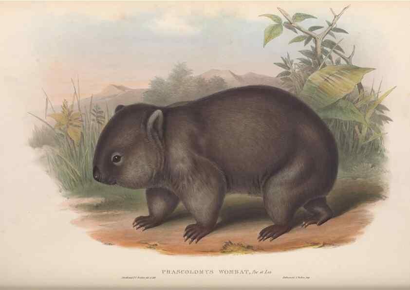Reproducción/Reproduction 27286405845: The mammals of Australia.. London,Printed by Taylor and Francis, pub. by the author,1863.