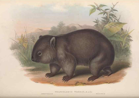 Reproducción/Reproduction 27286405845: The mammals of Australia.. London,Printed by Taylor and Francis, pub. by the author,1863.