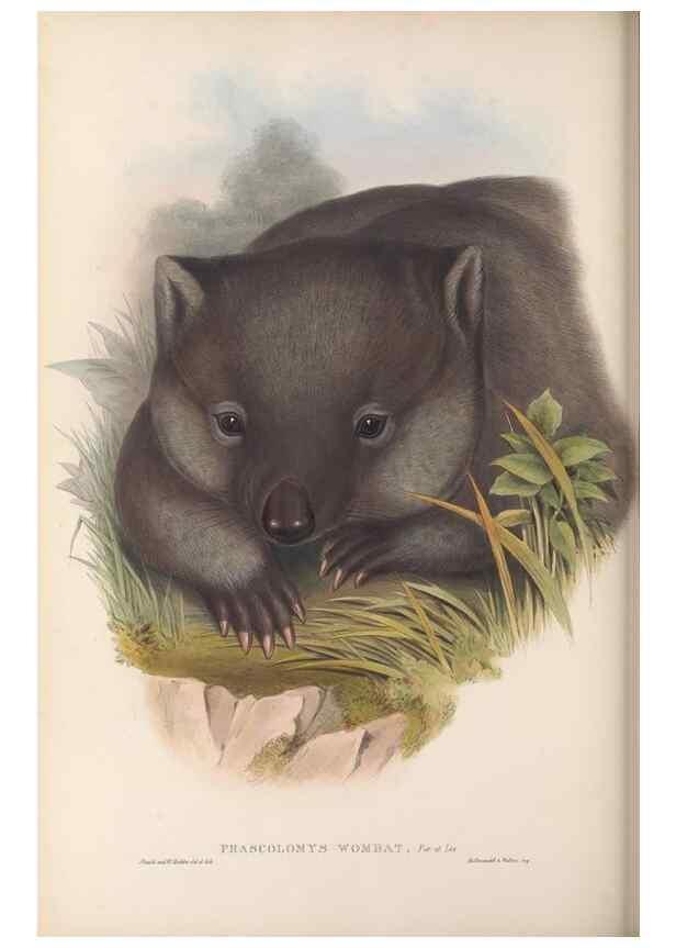 Reproducción/Reproduction 27216414231: The mammals of Australia.. London,Printed by Taylor and Francis, pub. by the author,1863.