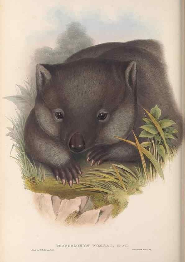 Reproducción/Reproduction 27216414231: The mammals of Australia.. London,Printed by Taylor and Francis, pub. by the author,1863.