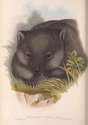Reproducción/Reproduction 27216414231: The mammals of Australia.. London,Printed by Taylor and Francis, pub. by the author,1863.