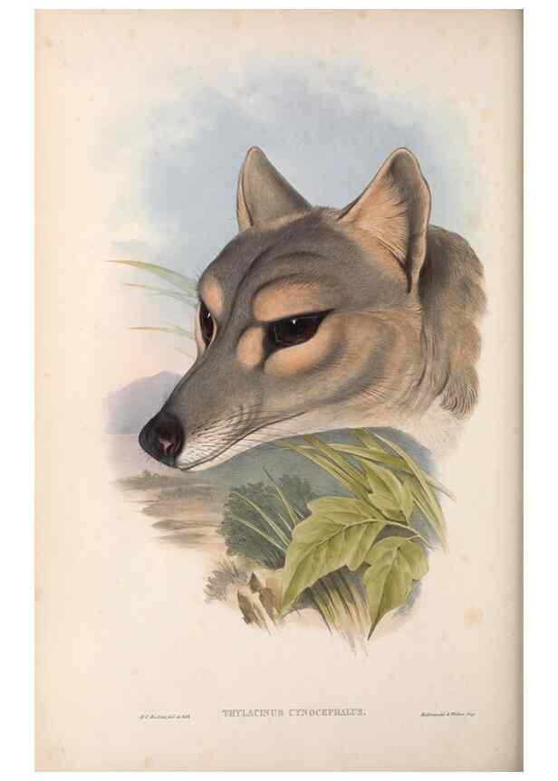 Reproducción/Reproduction 27216401611: The mammals of Australia.. London,Printed by Taylor and Francis, pub. by the author,1863.