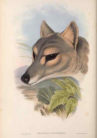 Reproducción/Reproduction 27216401611: The mammals of Australia.. London,Printed by Taylor and Francis, pub. by the author,1863.