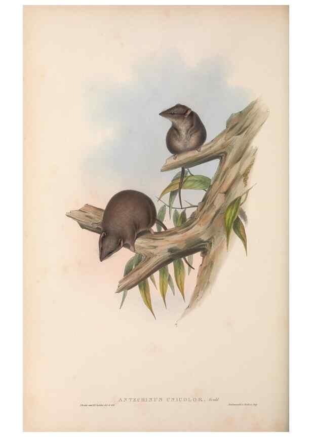 Reproducción/Reproduction 27011016630: The mammals of Australia.. London,Printed by Taylor and Francis, pub. by the author,1863.