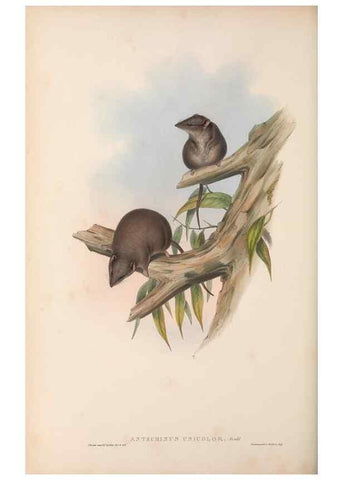 Reproducción/Reproduction 27011016630: The mammals of Australia.. London,Printed by Taylor and Francis, pub. by the author,1863.