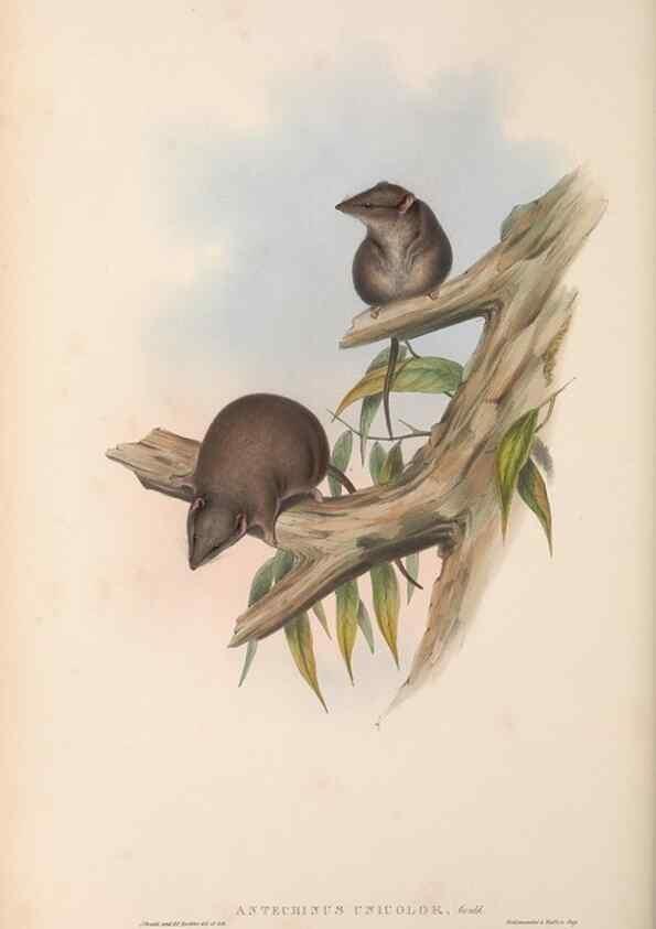 Reproducción/Reproduction 27011016630: The mammals of Australia.. London,Printed by Taylor and Francis, pub. by the author,1863.