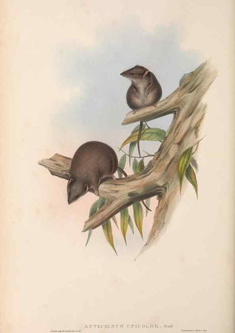 Reproducción/Reproduction 27011016630: The mammals of Australia.. London,Printed by Taylor and Francis, pub. by the author,1863.