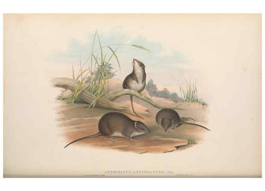 Reproducción/Reproduction 27011023500: The mammals of Australia.. London,Printed by Taylor and Francis, pub. by the author,1863.