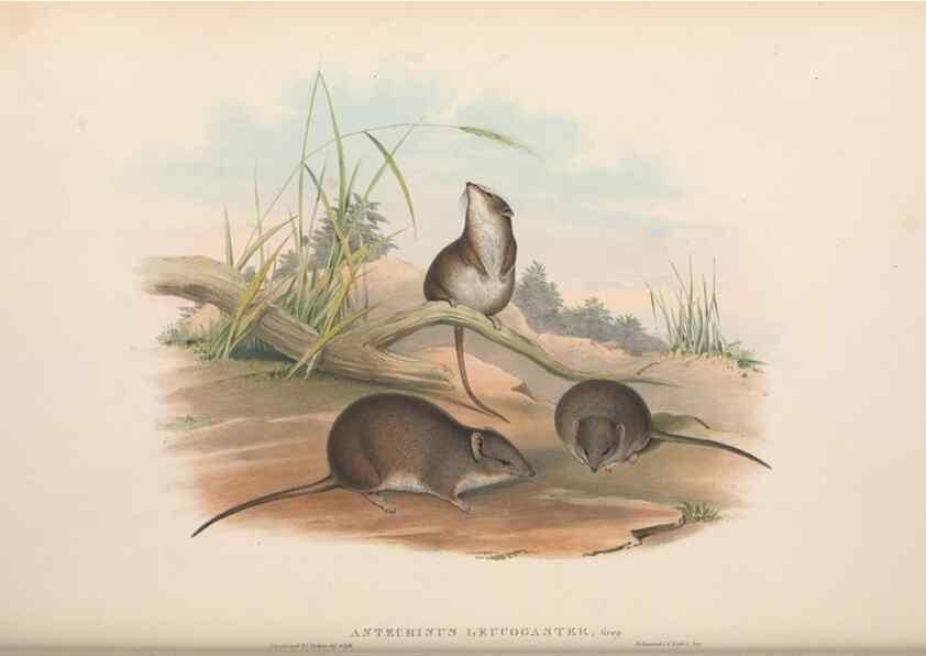 Reproducción/Reproduction 27011023500: The mammals of Australia.. London,Printed by Taylor and Francis, pub. by the author,1863.