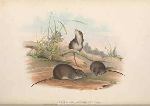 Reproducción/Reproduction 27011023500: The mammals of Australia.. London,Printed by Taylor and Francis, pub. by the author,1863.