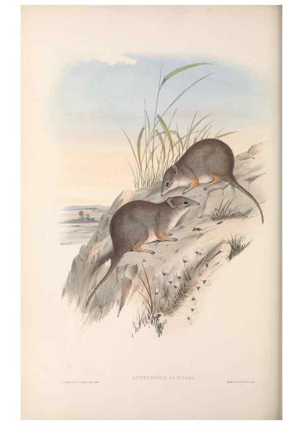 Reproducción/Reproduction 27252893746: The mammals of Australia.. London,Printed by Taylor and Francis, pub. by the author,1863.