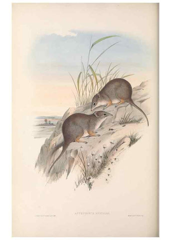 Reproducción/Reproduction 27252893746: The mammals of Australia.. London,Printed by Taylor and Francis, pub. by the author,1863.
