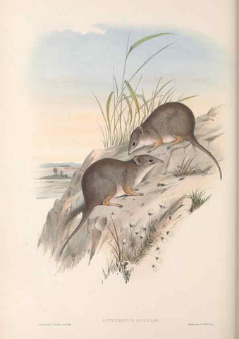 Reproducción/Reproduction 27252893746: The mammals of Australia.. London,Printed by Taylor and Francis, pub. by the author,1863.