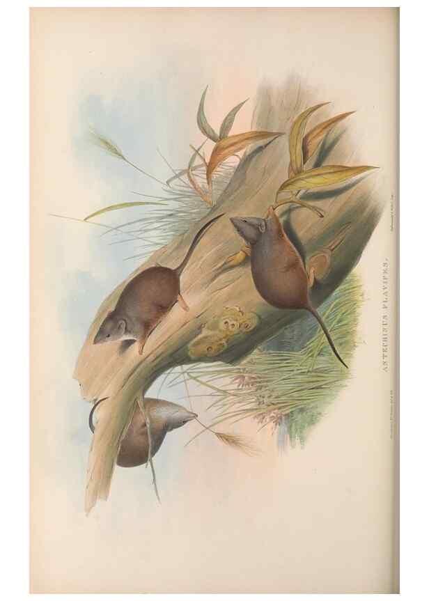 Reproducción/Reproduction 26680262423: The mammals of Australia.. London,Printed by Taylor and Francis, pub. by the author,1863.