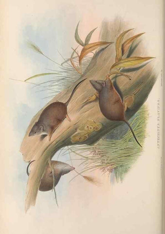 Reproducción/Reproduction 26680262423: The mammals of Australia.. London,Printed by Taylor and Francis, pub. by the author,1863.