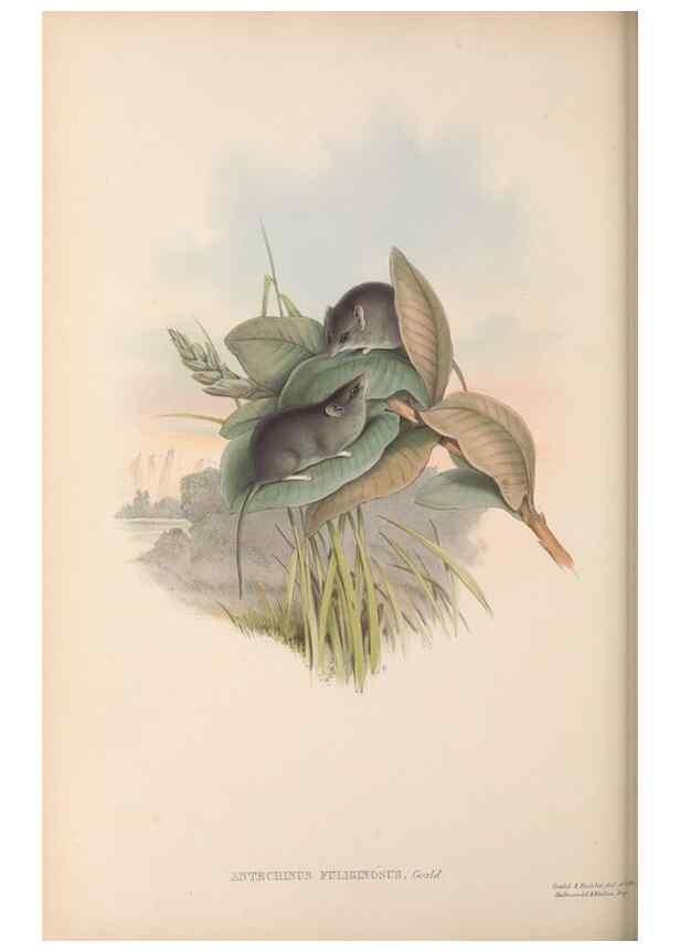 Reproducción/Reproduction 27189621152: The mammals of Australia.. London,Printed by Taylor and Francis, pub. by the author,1863.
