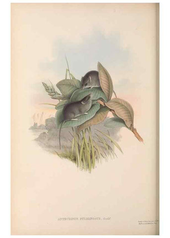 Reproducción/Reproduction 27189621152: The mammals of Australia.. London,Printed by Taylor and Francis, pub. by the author,1863.