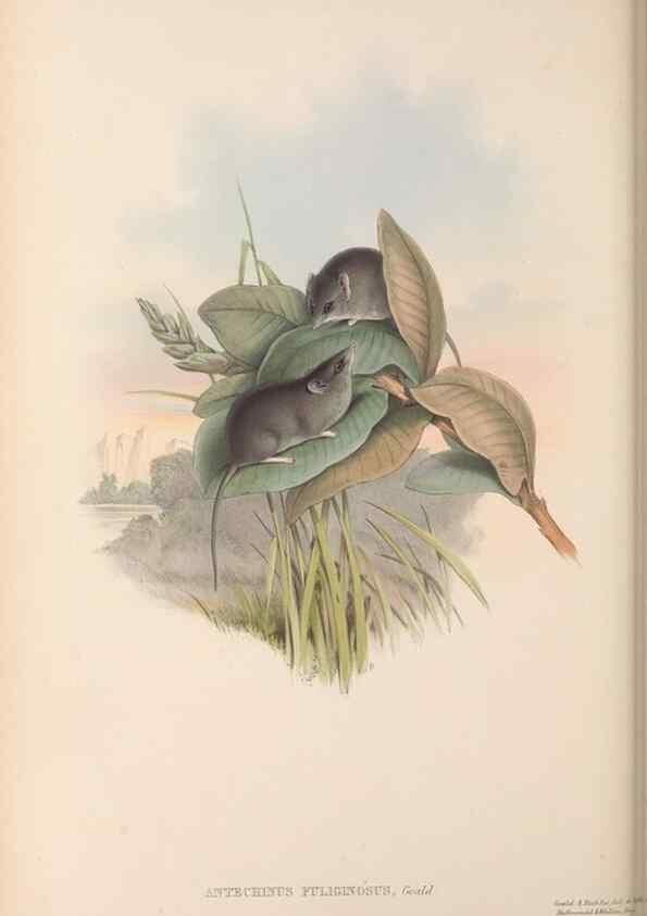 Reproducción/Reproduction 27189621152: The mammals of Australia.. London,Printed by Taylor and Francis, pub. by the author,1863.