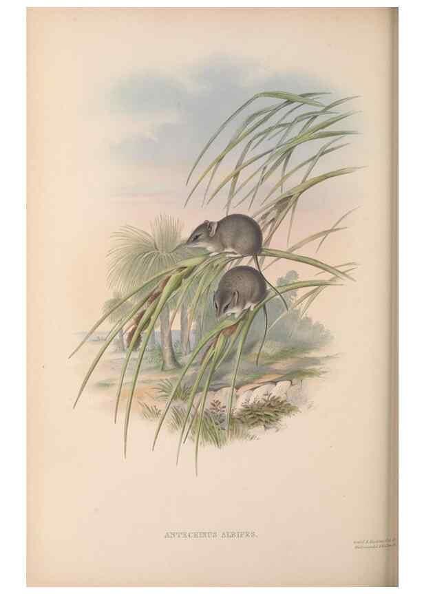 Reproducción/Reproduction 27286347415: The mammals of Australia.. London,Printed by Taylor and Francis, pub. by the author,1863.