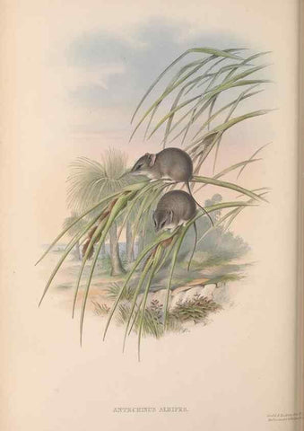 Reproducción/Reproduction 27286347415: The mammals of Australia.. London,Printed by Taylor and Francis, pub. by the author,1863.