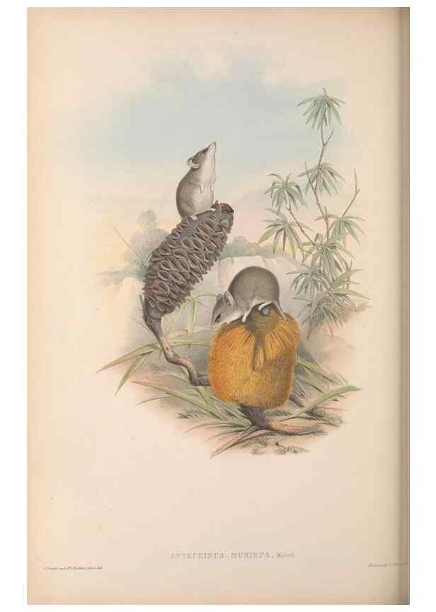 Reproducción/Reproduction 27252926676: The mammals of Australia.. London,Printed by Taylor and Francis, pub. by the author,1863.