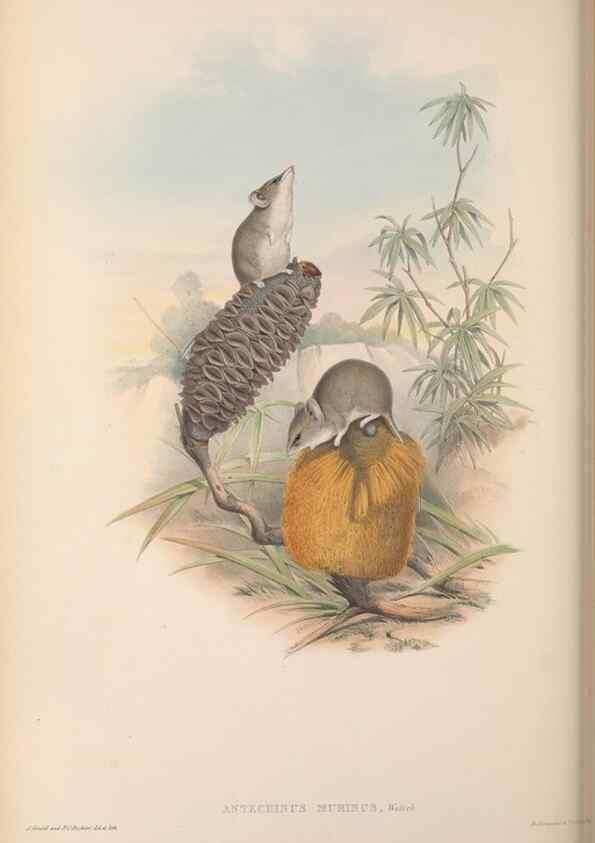 Reproducción/Reproduction 27252926676: The mammals of Australia.. London,Printed by Taylor and Francis, pub. by the author,1863.