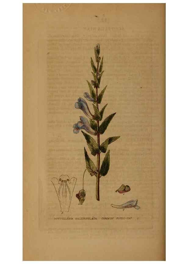 Reproducción/Reproduction 28925797741: British phaenogamous botany,. Oxford,Published by the author, sold by J.H. Parker [etc.]1834-43.
