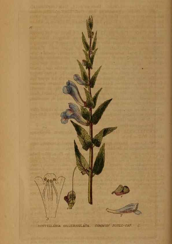 Reproducción/Reproduction 28925797741: British phaenogamous botany,. Oxford,Published by the author, sold by J.H. Parker [etc.]1834-43.