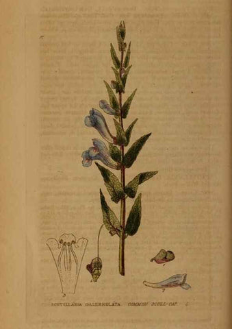 Reproducción/Reproduction 28925797741: British phaenogamous botany,. Oxford,Published by the author, sold by J.H. Parker [etc.]1834-43.