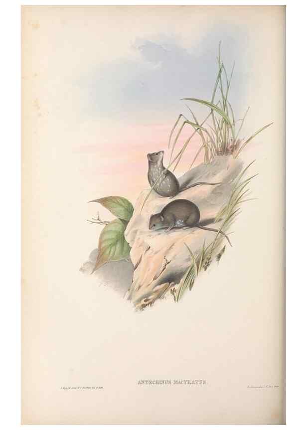 Reproducción/Reproduction 27189632122: The mammals of Australia.. London,Printed by Taylor and Francis, pub. by the author,1863.