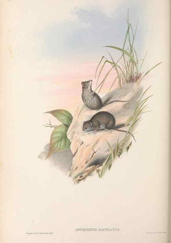 Reproducción/Reproduction 27189632122: The mammals of Australia.. London,Printed by Taylor and Francis, pub. by the author,1863.