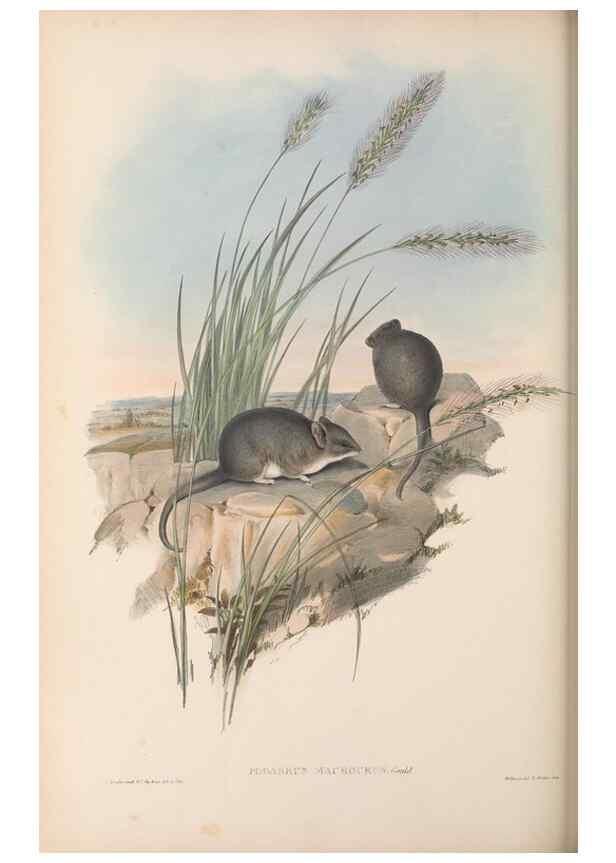 Reproducción/Reproduction 27286364165: The mammals of Australia.. London,Printed by Taylor and Francis, pub. by the author,1863.
