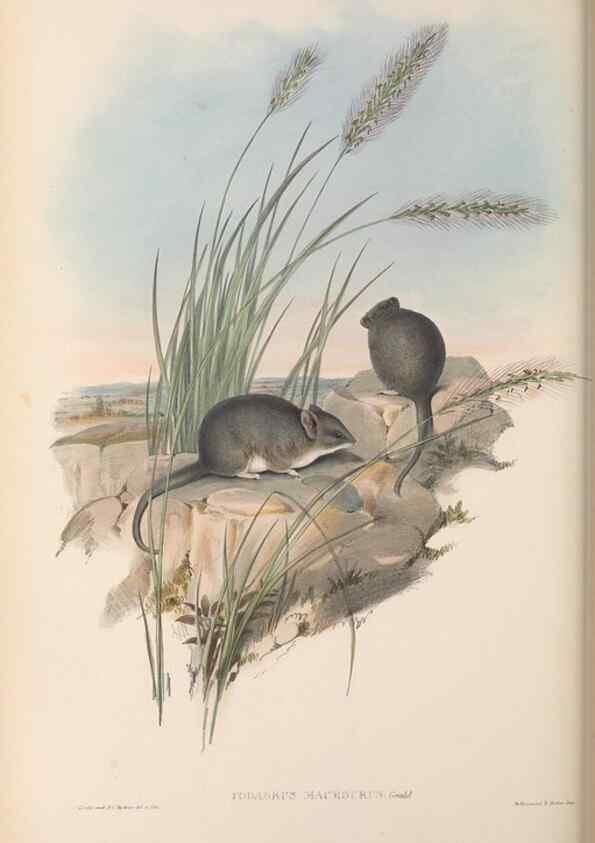 Reproducción/Reproduction 27286364165: The mammals of Australia.. London,Printed by Taylor and Francis, pub. by the author,1863.