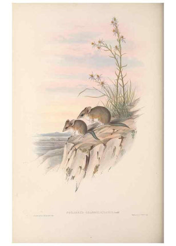 Reproducción/Reproduction 27286367635: The mammals of Australia.. London,Printed by Taylor and Francis, pub. by the author,1863.