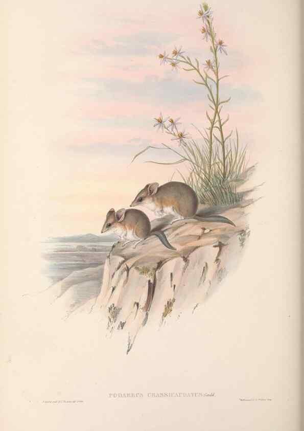 Reproducción/Reproduction 27286367635: The mammals of Australia.. London,Printed by Taylor and Francis, pub. by the author,1863.