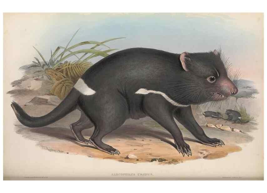 Reproducción/Reproduction 26680290093: The mammals of Australia.. London,Printed by Taylor and Francis, pub. by the author,1863.