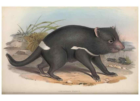 Reproducción/Reproduction 26680290093: The mammals of Australia.. London,Printed by Taylor and Francis, pub. by the author,1863.